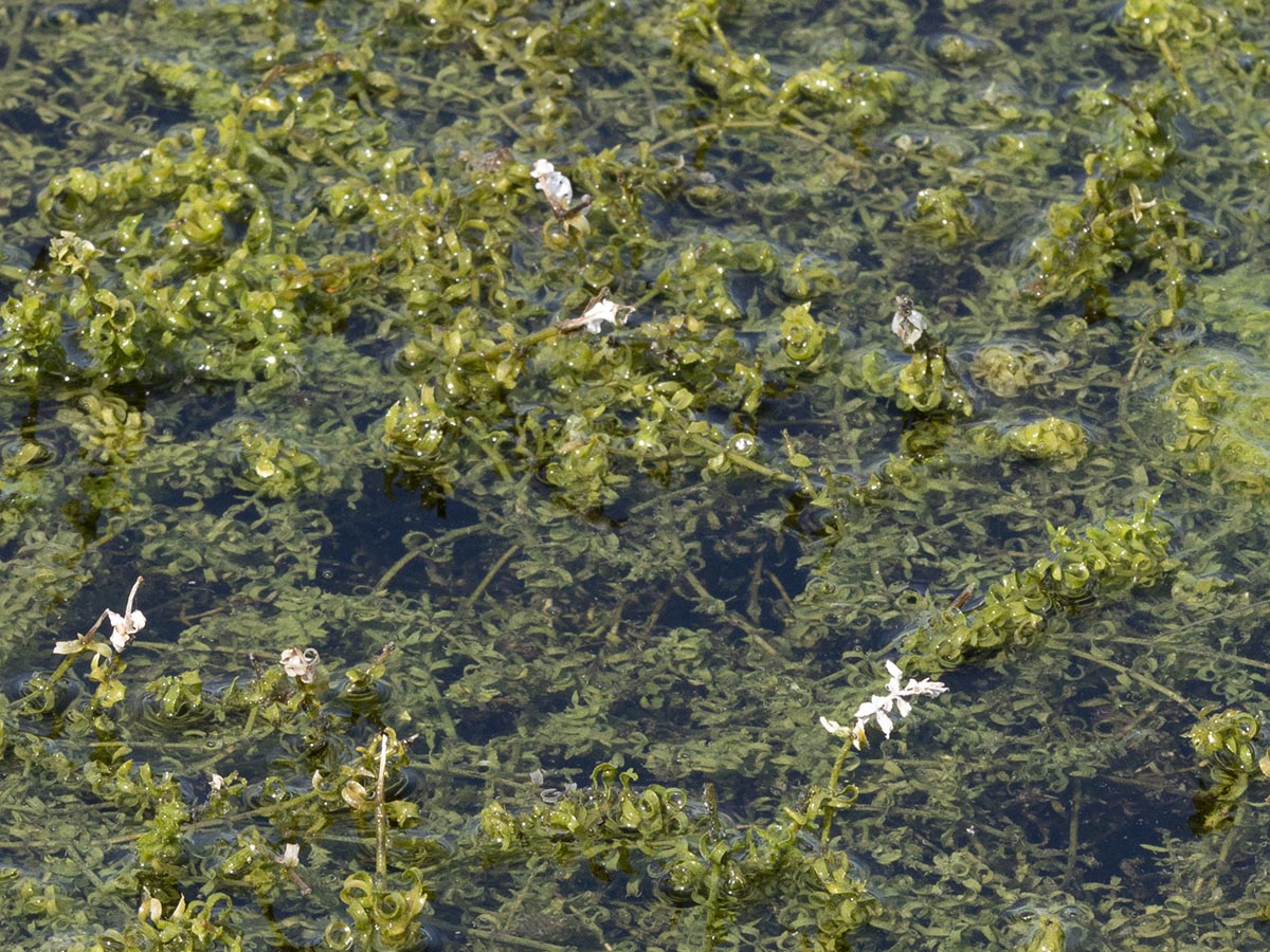 Habitus